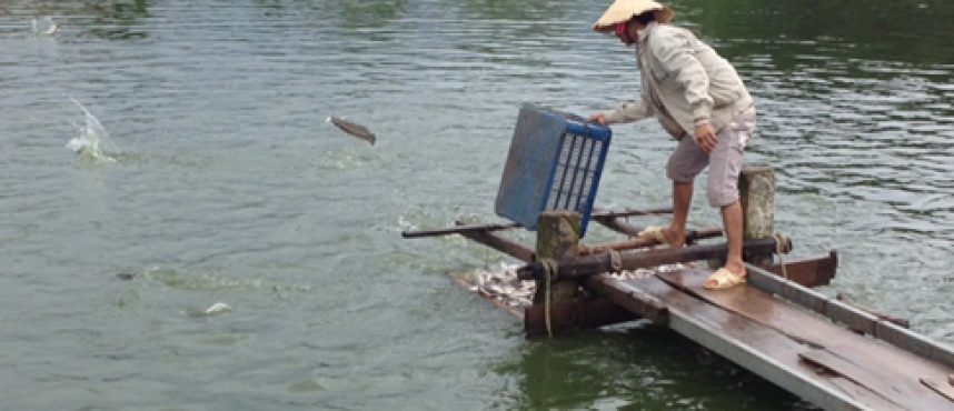 Phát huy tiềm năng nuôi trồng, khai thác thủy hải sản